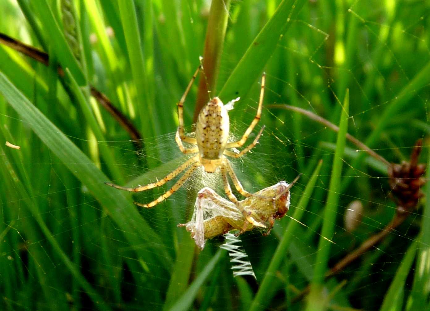 Argiope bruennichi